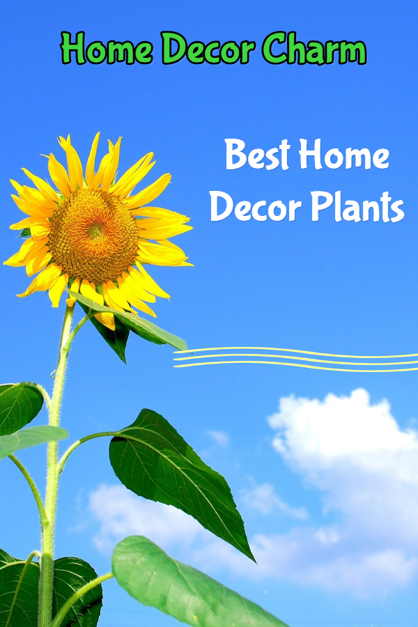 Best Home Decor Plants